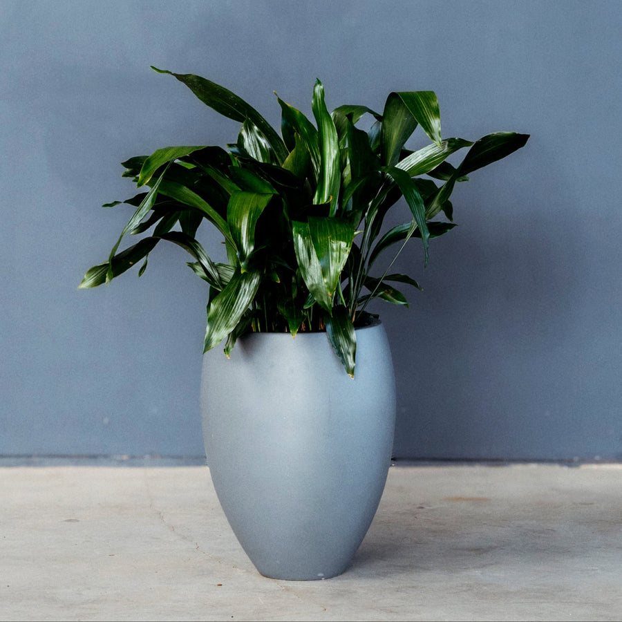 Cast Iron Plant (Aspidistra Elatior) 6 in