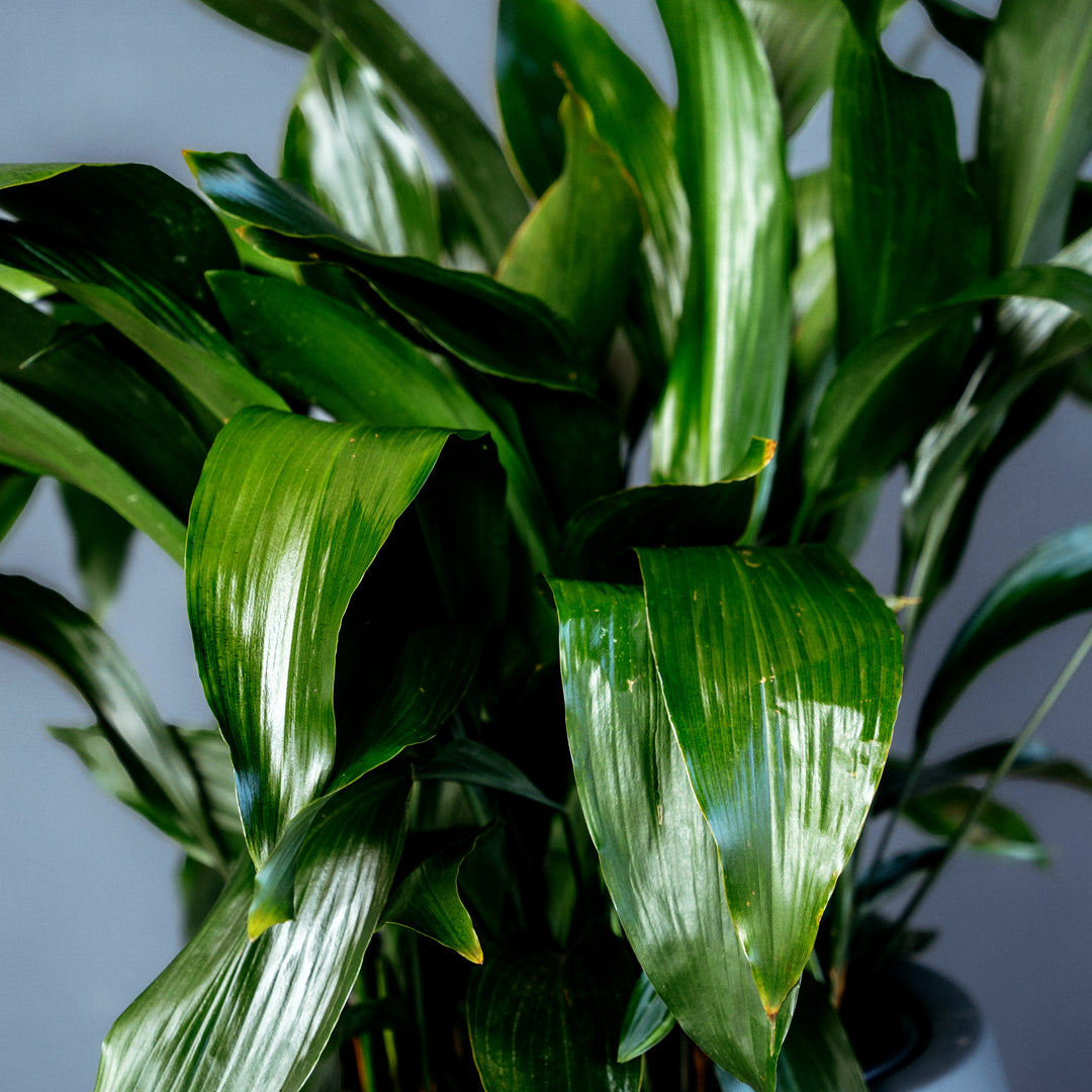 cast iron plant pot size Cast Iron Plant (Aspidistra Elatior) 6 in