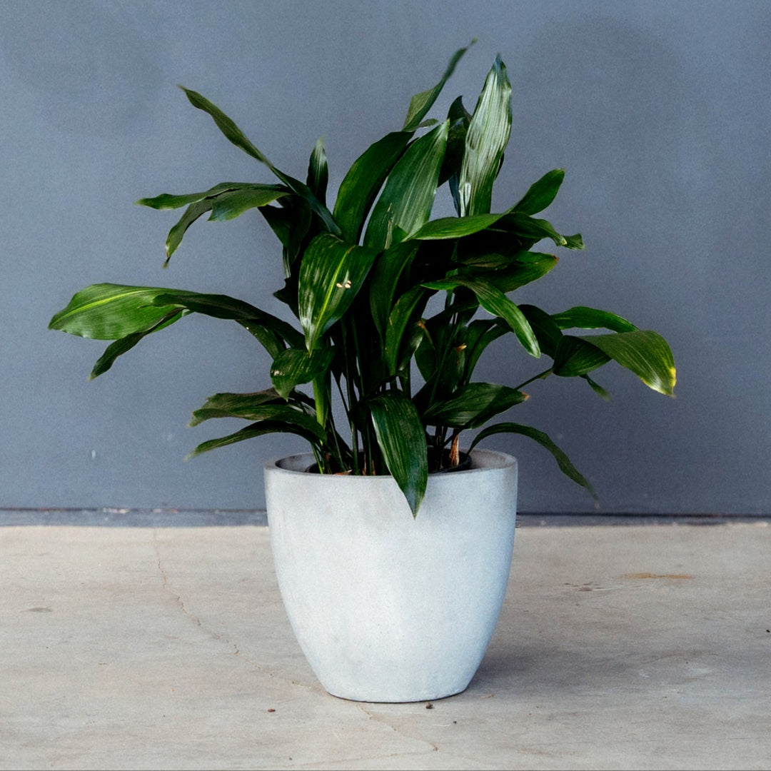 cast iron indoor plant Cast Iron Plant (Aspidistra Elatior) 6 in