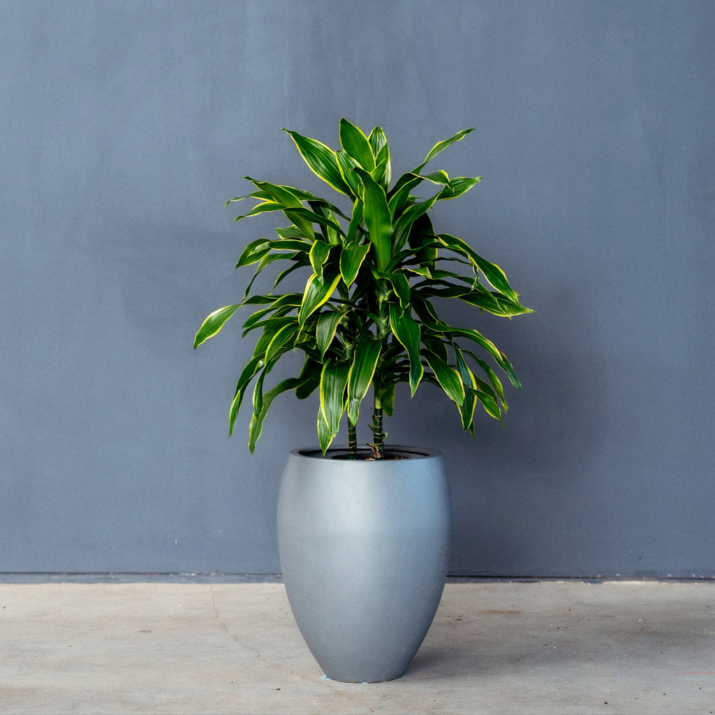 Dracaena Fragrans Pele (Dragon Tree) – Rolling Greens
