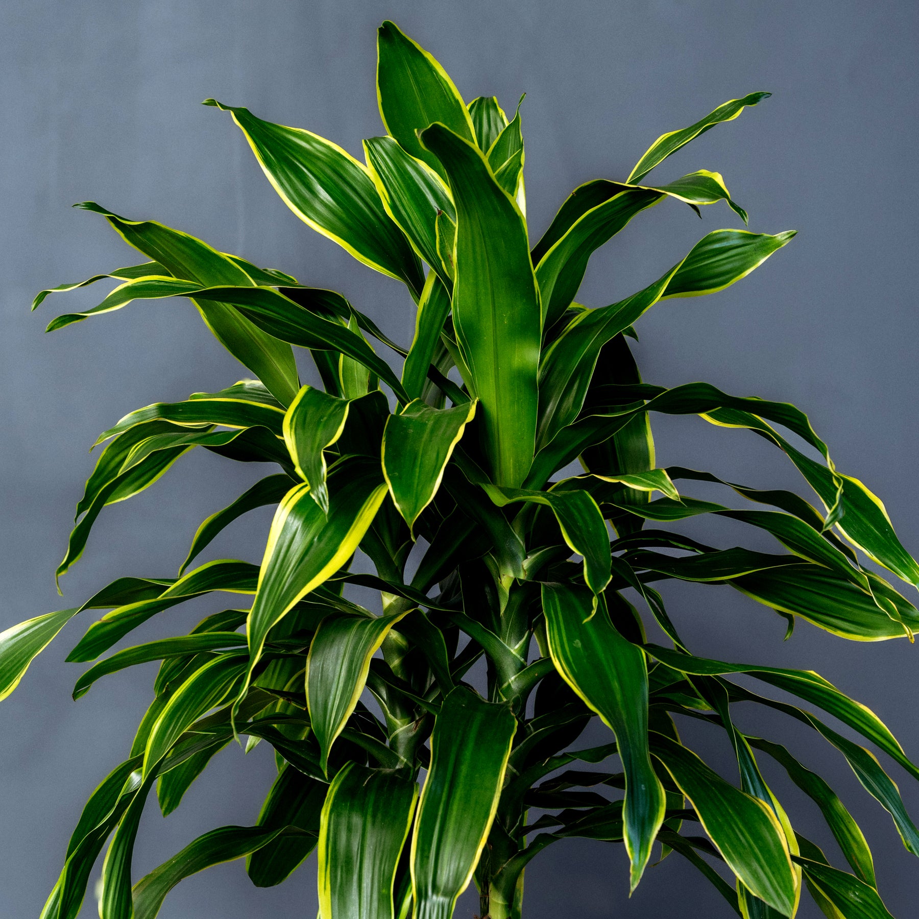 dark green dracaena Dracaena Fragrans Pele (Dragon Tree) 10 in