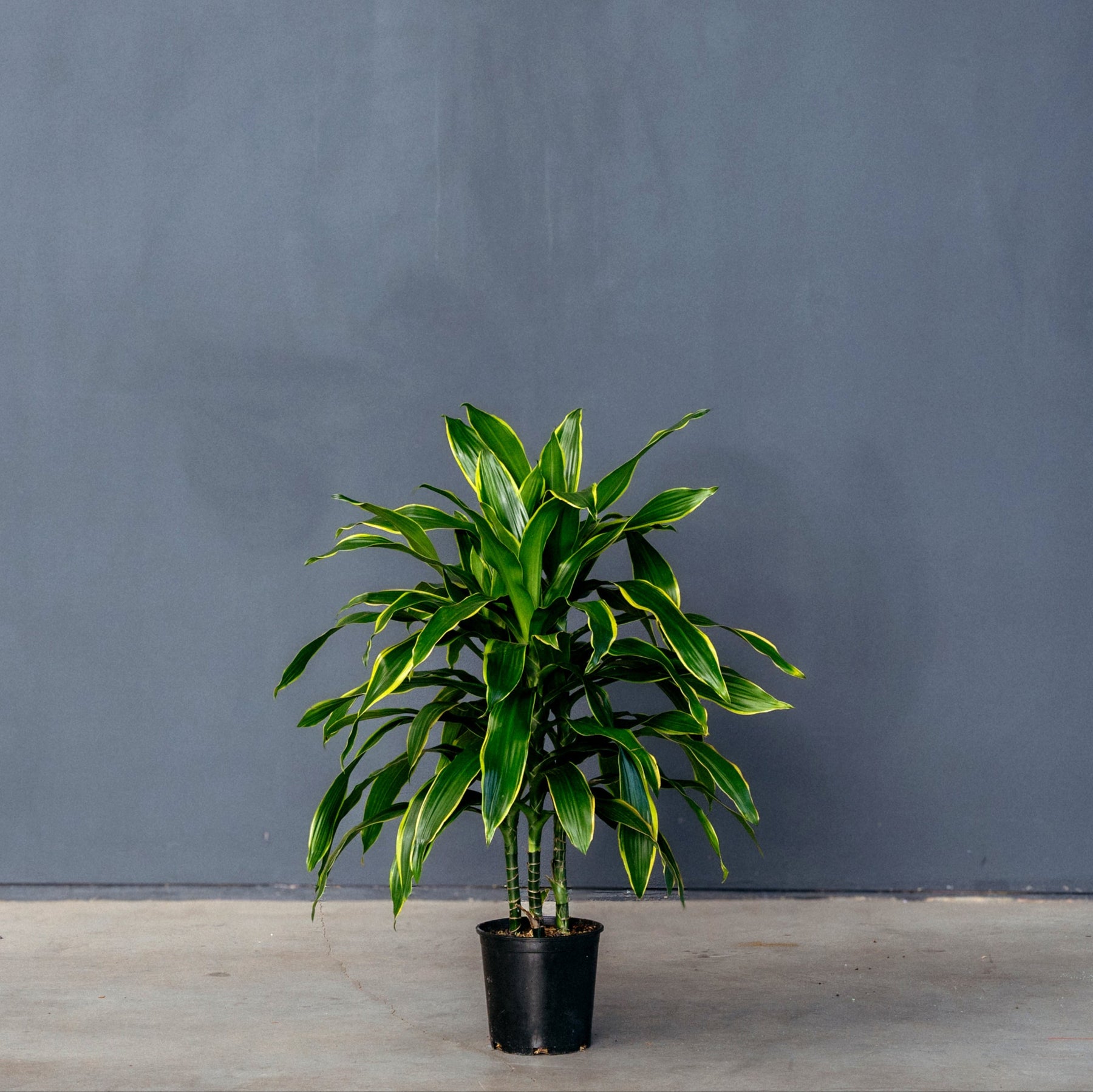 dracaena pele tips Dracaena Fragrans Pele (Dragon Tree) 10 in