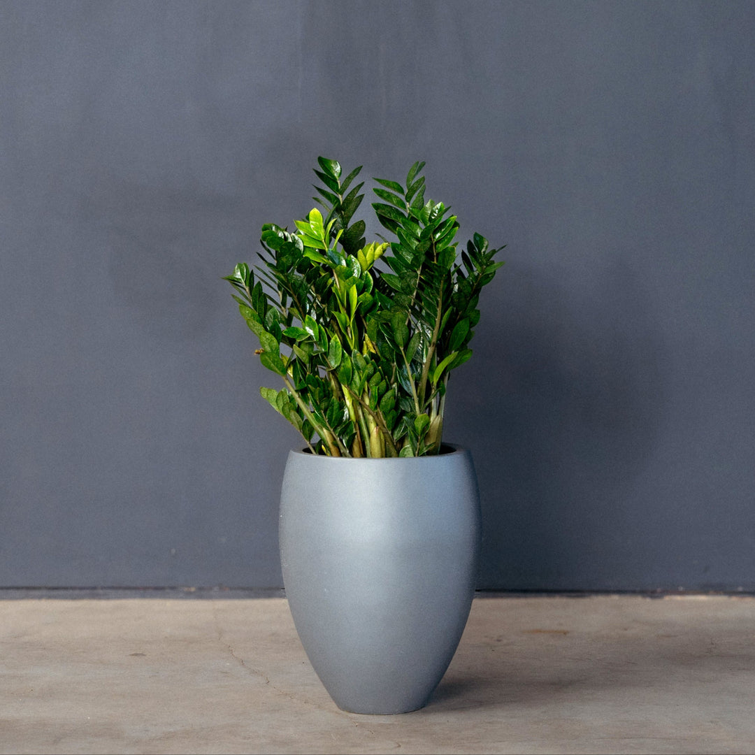 tall zz plant ZZ plant (Zamioculcas Zamifolia) 10 in / Black