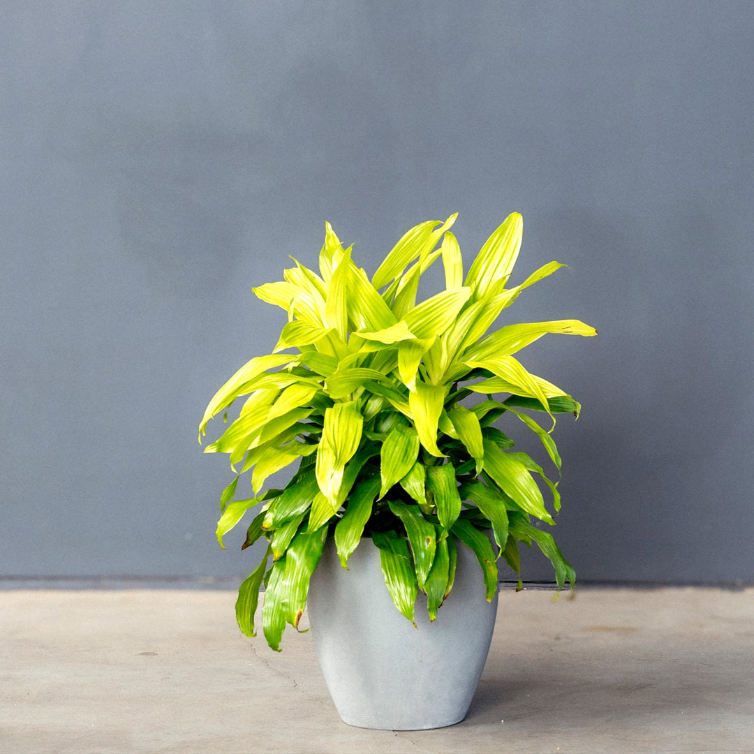 dracaena fragrans Dracaena Fragrans Limelight (Dragon Plant) – Rolling Greens