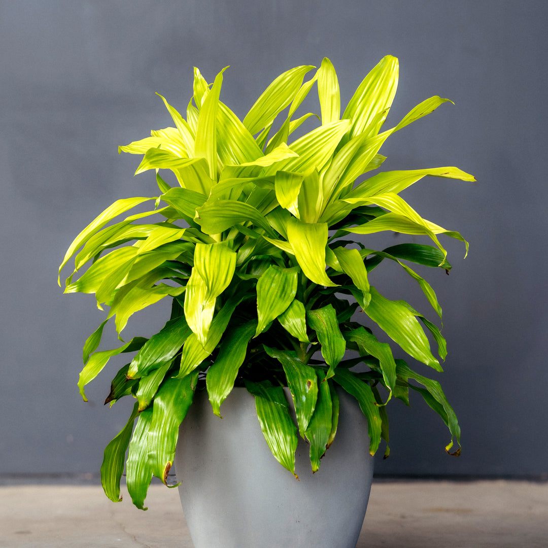 dracaena fragrans yellow Dracaena Fragrans Limelight (Dragon Plant) – Rolling Greens