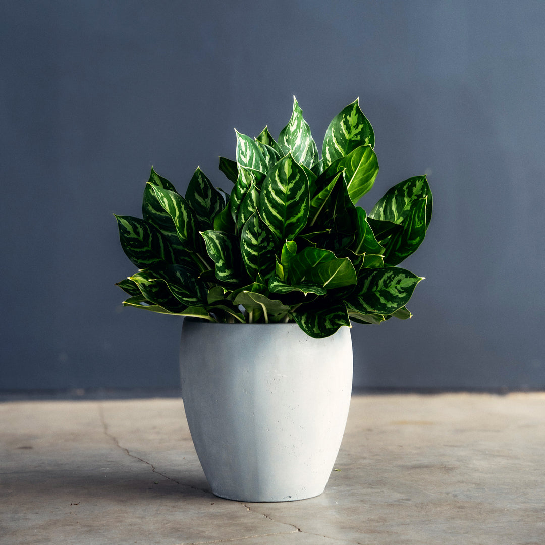 aglaonema black legacy Chinese Evergreen (Aglaonema 'Legacy')