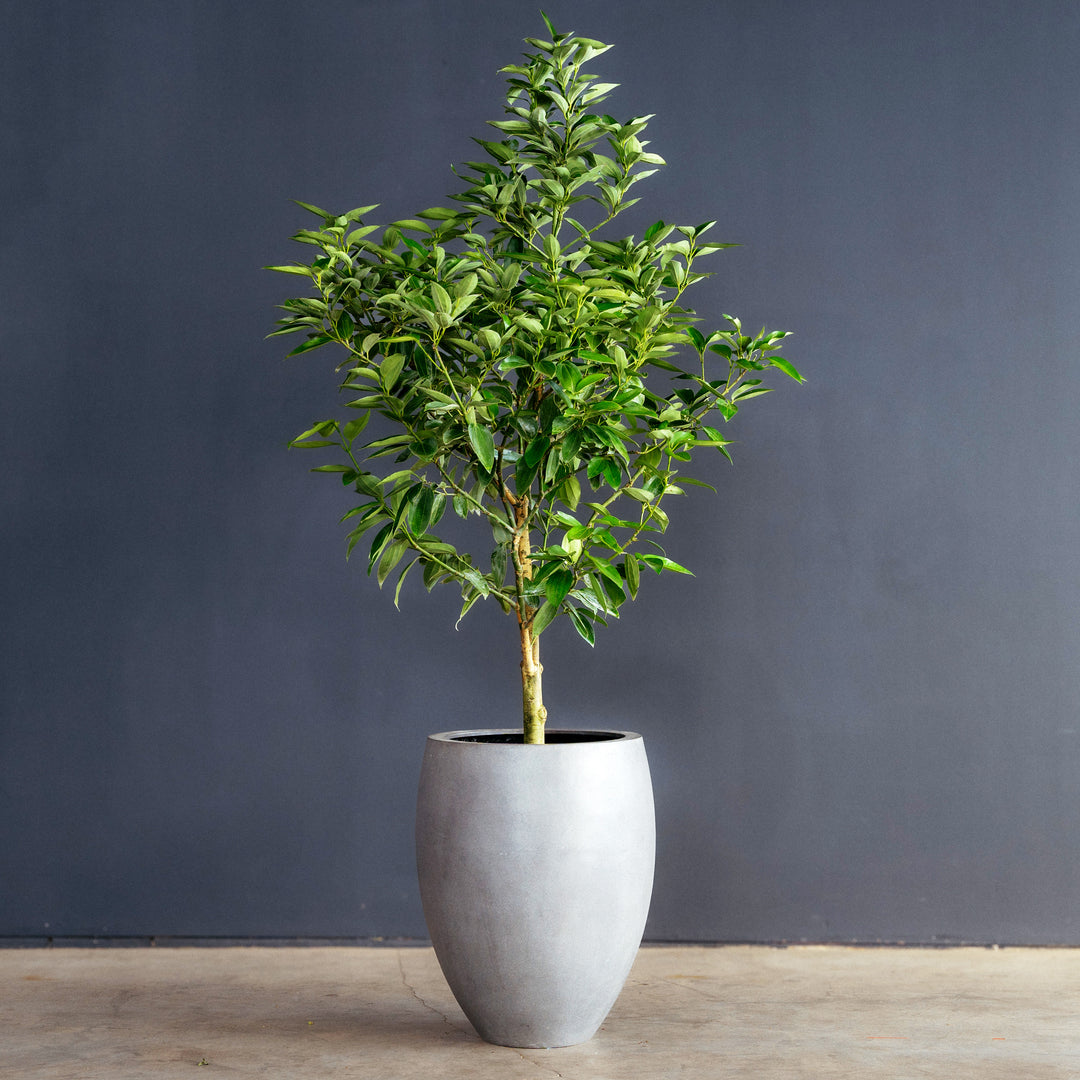 where to buy cinnamon plant Canela Cinnamon Tree (Cinnamomum verum) 10 in