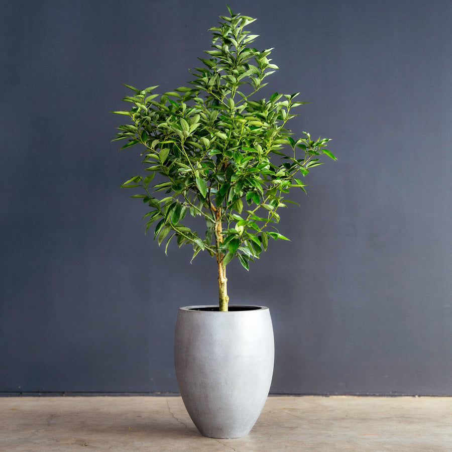 is cinnamon good for plants indoors Canela Cinnamon Tree (Cinnamomum verum) – Rolling Greens
