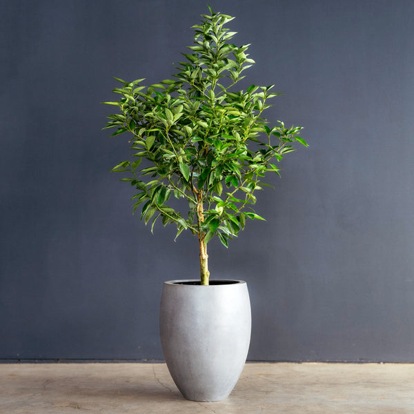 Canela Cinnamon Tree (Cinnamomum verum) 10 in