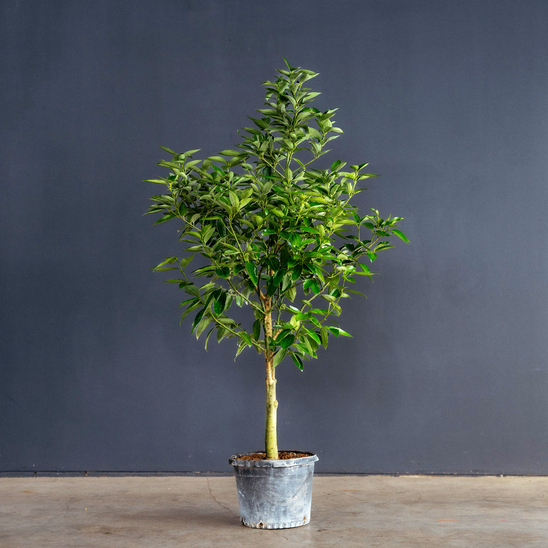 fresh cinnamon plant Canela Cinnamon Tree (Cinnamomum verum) 10 in