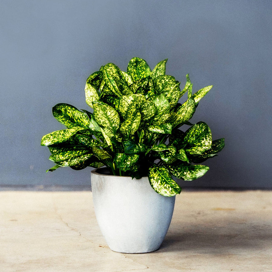 best fake philodendron Artificial Plants Hanging Philodendron Bush