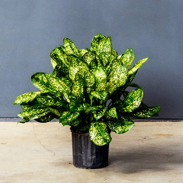 Chinese Evergreen (Algaonema Lumina) 10 inch