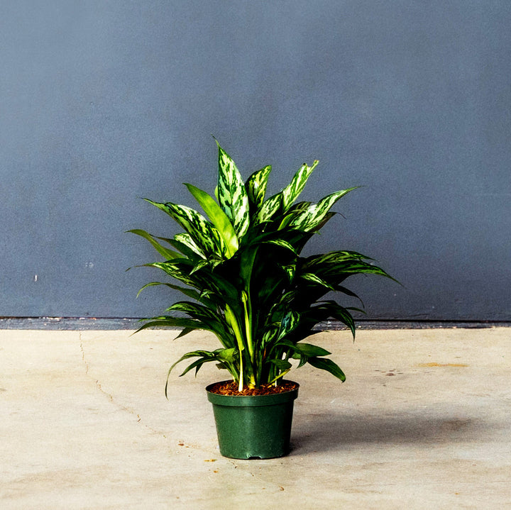 Chinese Evergreen (Aglaonema 'Tigress') 8 inch