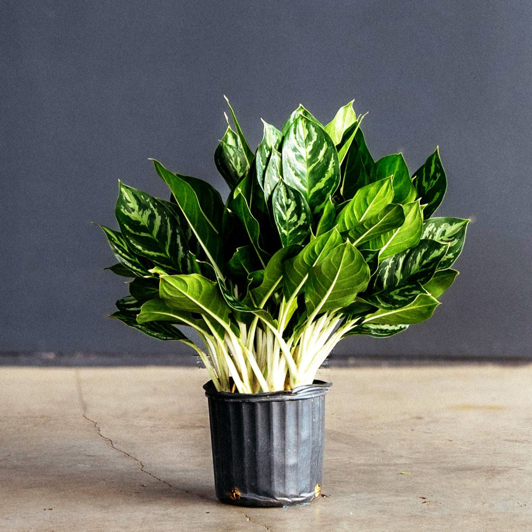 aglaonema legacy care Chinese Evergreen (Aglaonema 'Legacy')