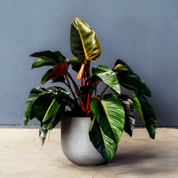 【大株】Philodendron Rojo Congo ロジョコンゴ 高価な鉢付 Philodendron Congo Rojo (Philodendron Tatei) – Rolling Greens