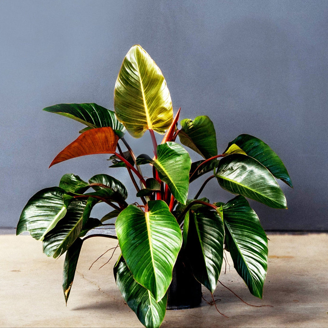 Philodendron Rojo (Philodendron Tatei) 14 inch