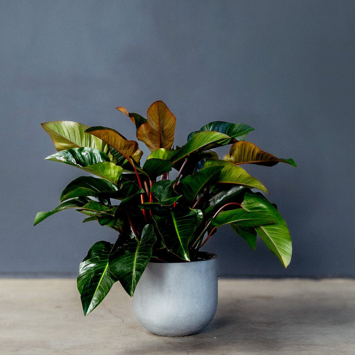 Philodendron Rojo (Philodendron Tatei) 10 inch