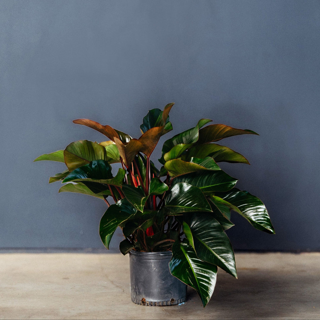 philodendron batang merah Philodendron Congo Rojo (Philodendron Tatei) – Rolling Greens
