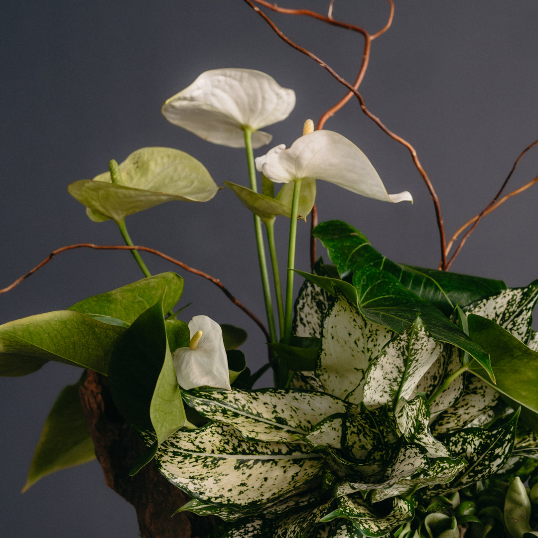 anthurium on line Tall Anthurium Arrangement