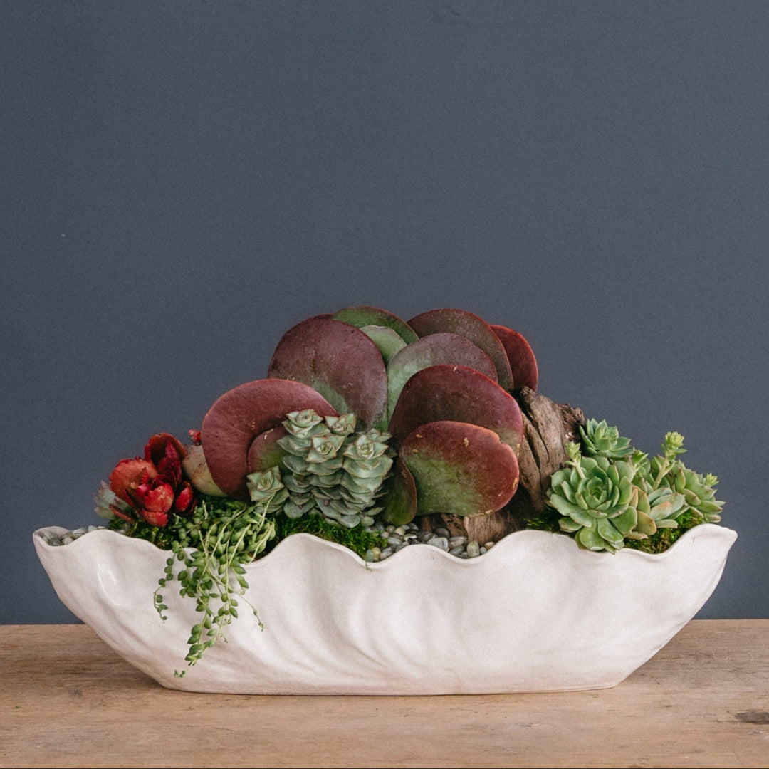 succulent trough Statement Desert Trough Arrangement – Rolling Greens