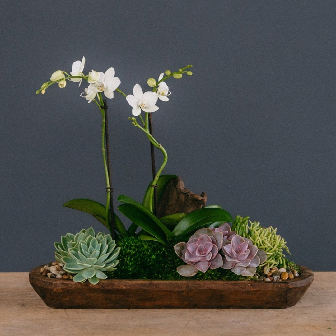 orchid succulent centerpiece Double Desert Orchid Arrangement