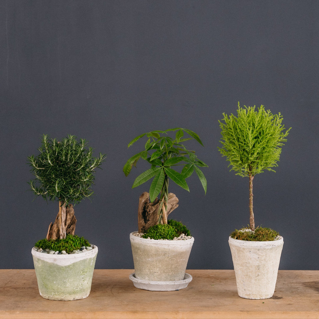 bloomscape mini money tree Lucky Money Tree Topiary Arrangement – Rolling Greens