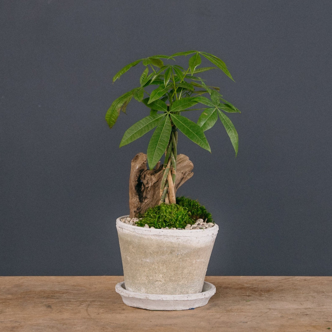sill money tree Lucky Money Tree Topiary Arrangement