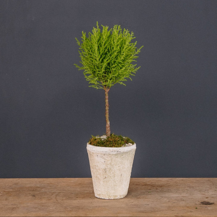 Lemon Cypress Topiary Arrangement