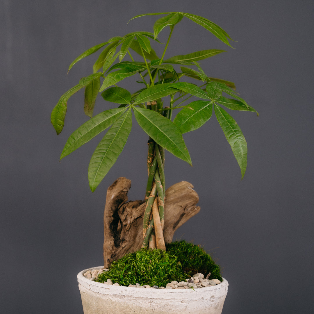 twisting money tree Lucky Money Tree Topiary Arrangement – Rolling Greens