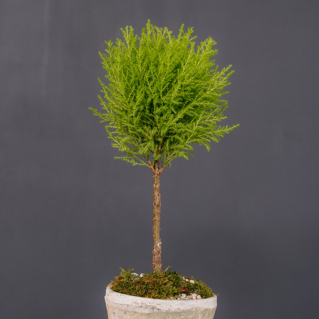 Lemon Cypress Topiary Arrangement