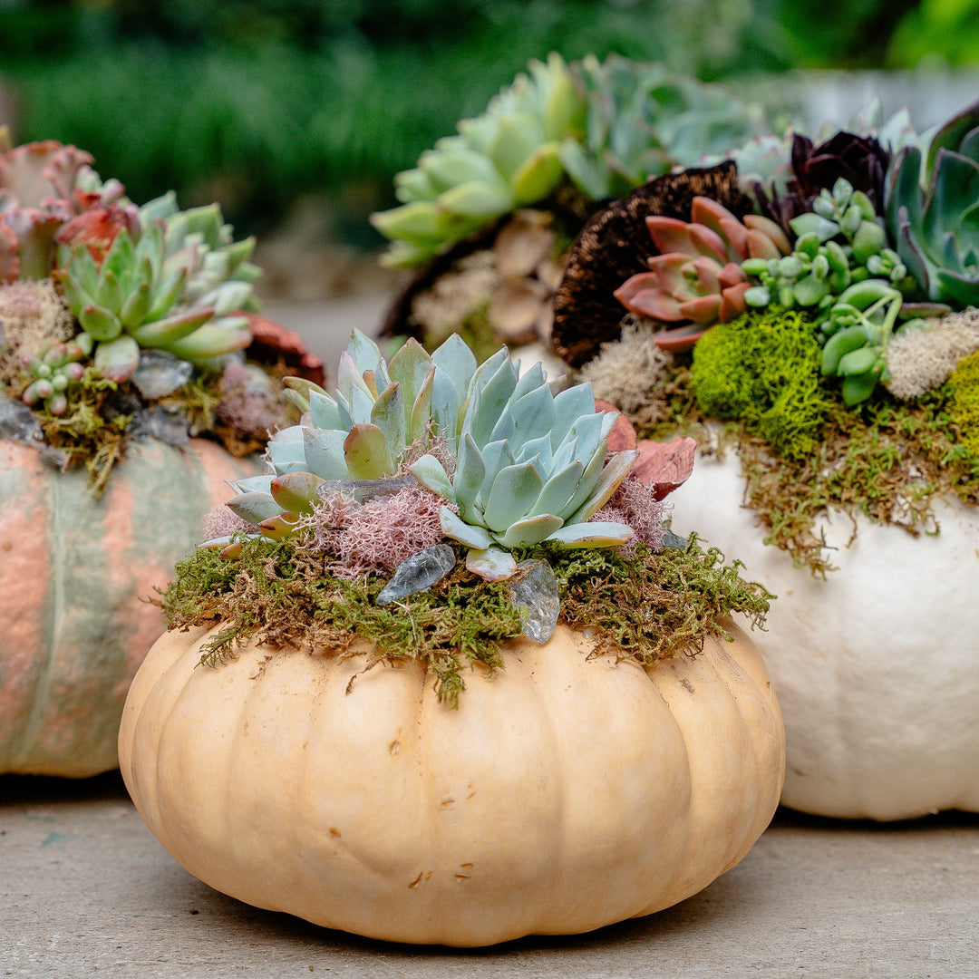 October 20th | Mr. Bones Succulent Pumpkin Workshop