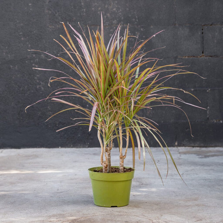 Dracaena Marginata (Red Princess)
