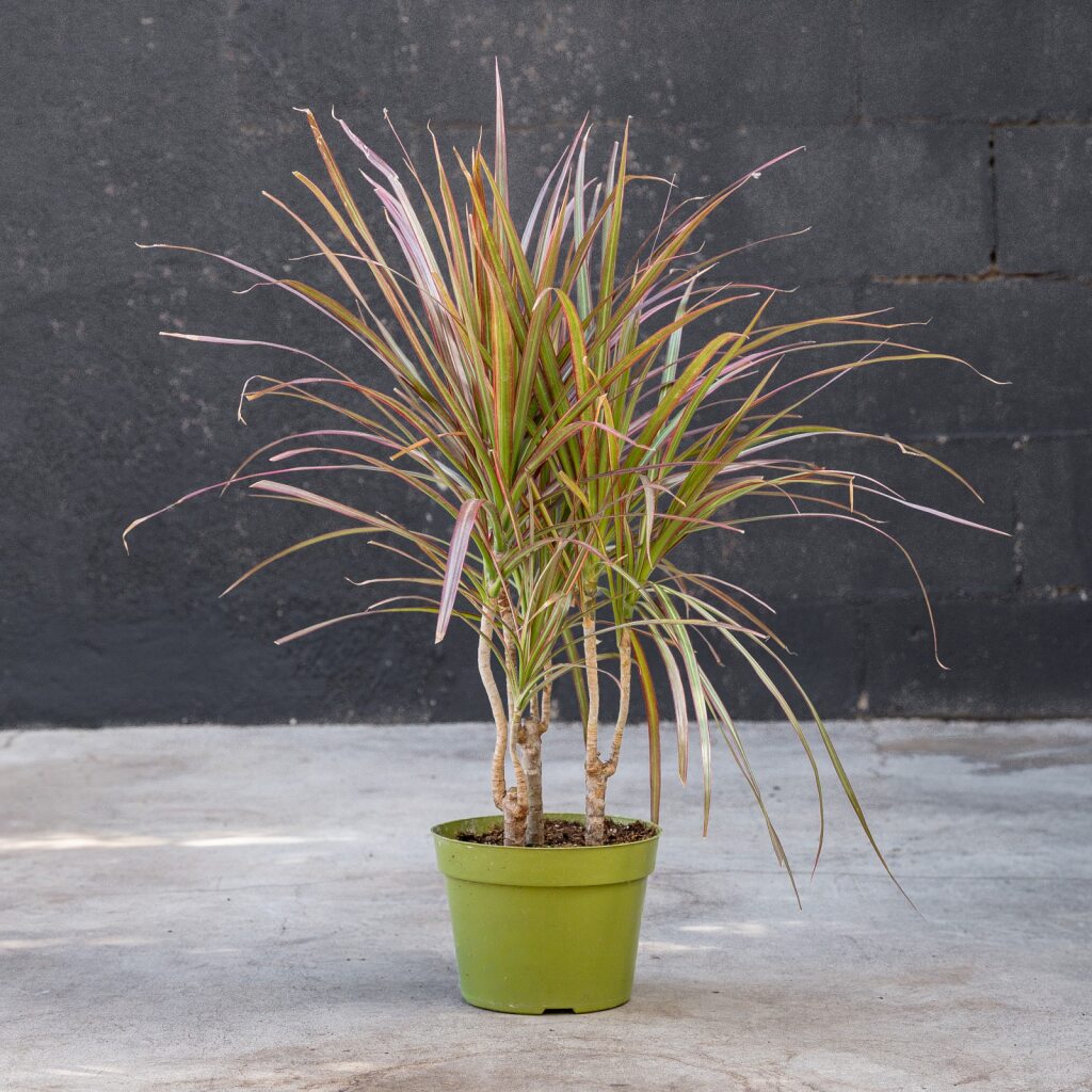 dracaena red margined Dracaena Marginata (Red Princess)