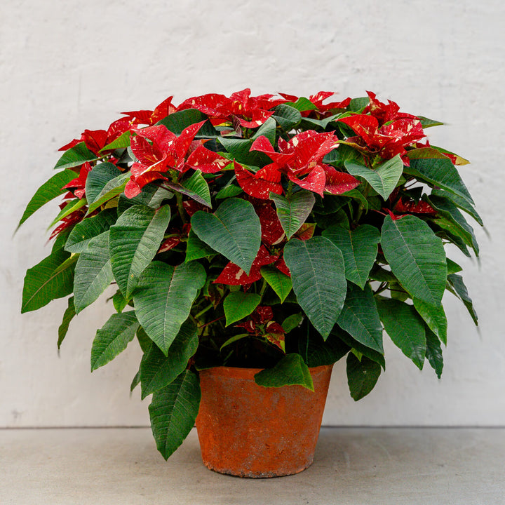 Poinsettia Superba New Glitter