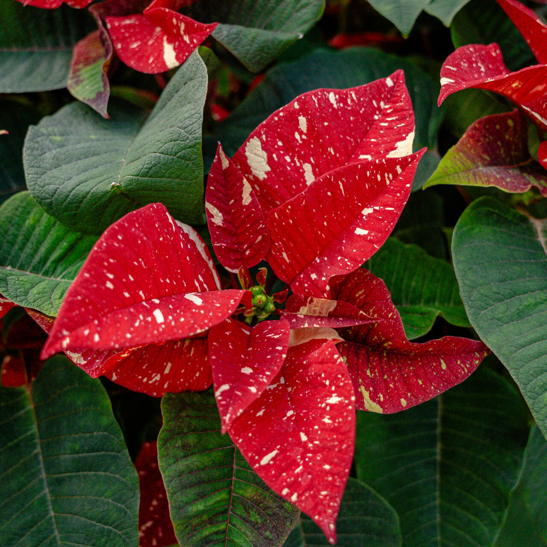 Poinsettia Superba New Glitter