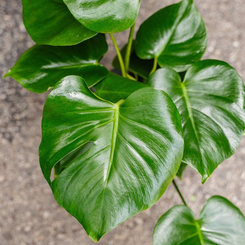 Split Leaf Plant (Monstera Deliciosa)