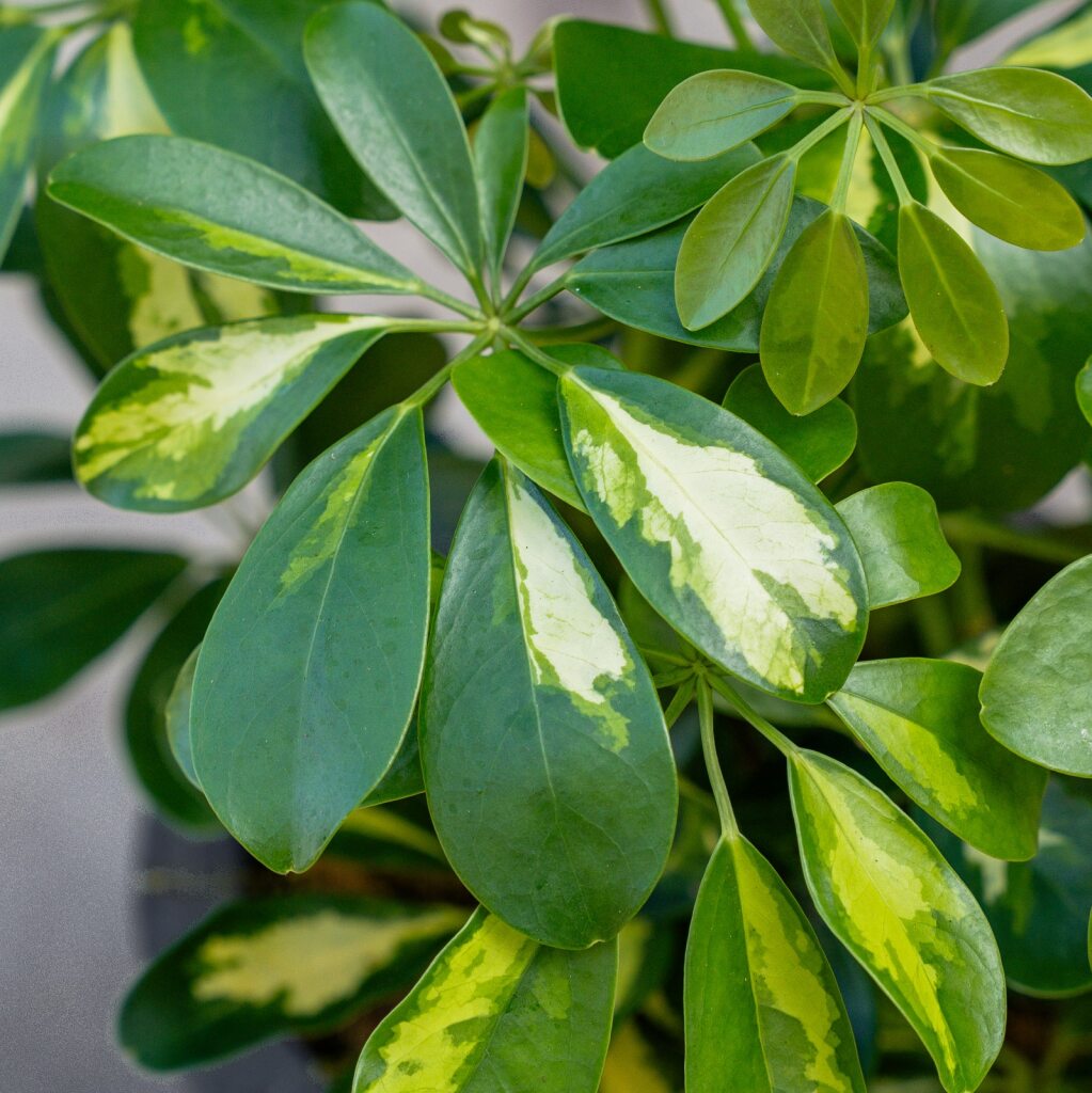 schefflera arboricola bush Schefflera Arboricola Variegated Bush