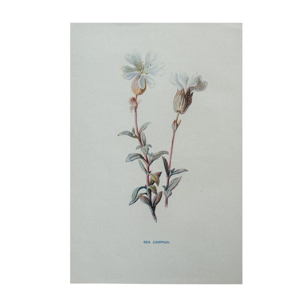 Vintage Botanical Illustration