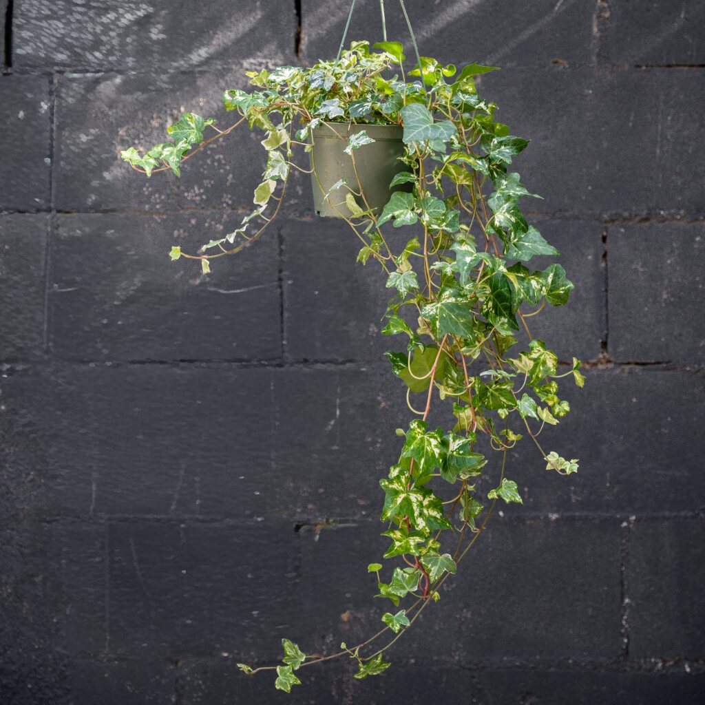 Ivy Hedera California Variegated (Hedera helix)