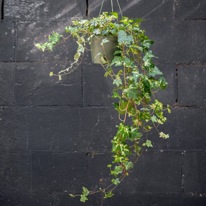 Ivy Hedera California Variegated (Hedera helix)