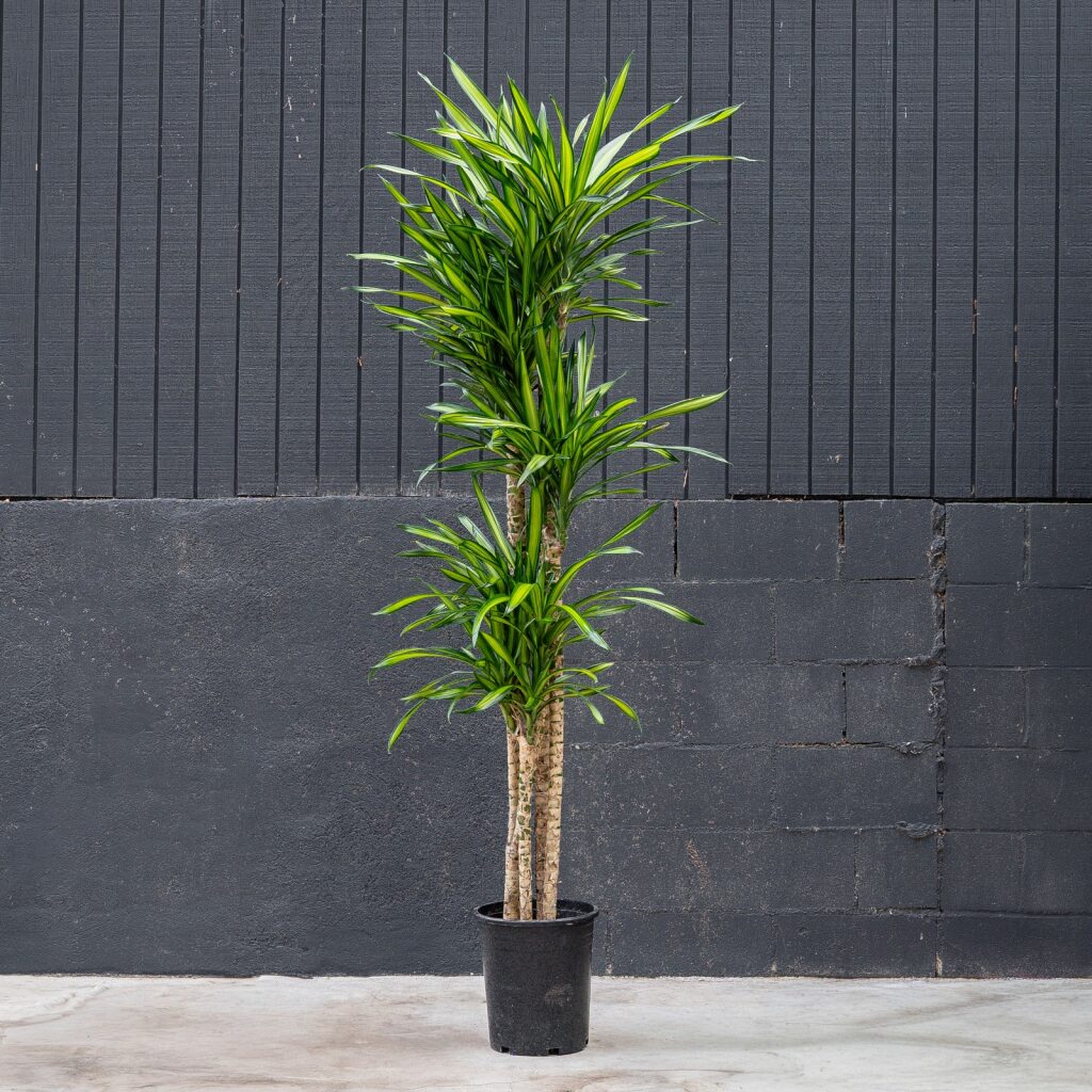dracaena riego Dracaena Randy (Dragon Plant)