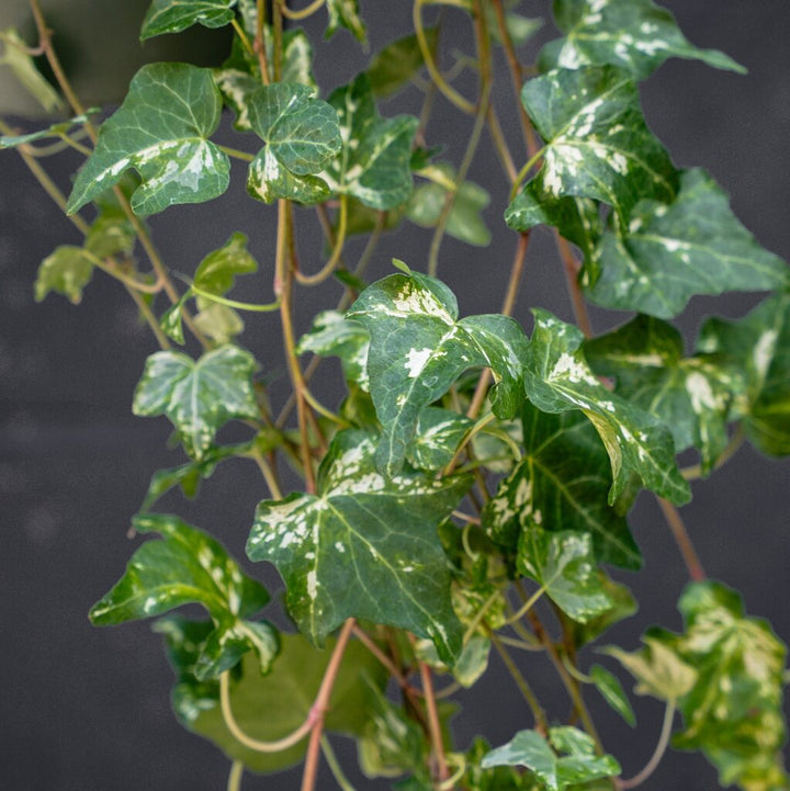 Ivy Hedera California Variegated (Hedera helix)