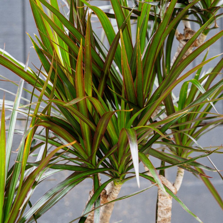 Dragon Plant (Dracaena 'Magenta')