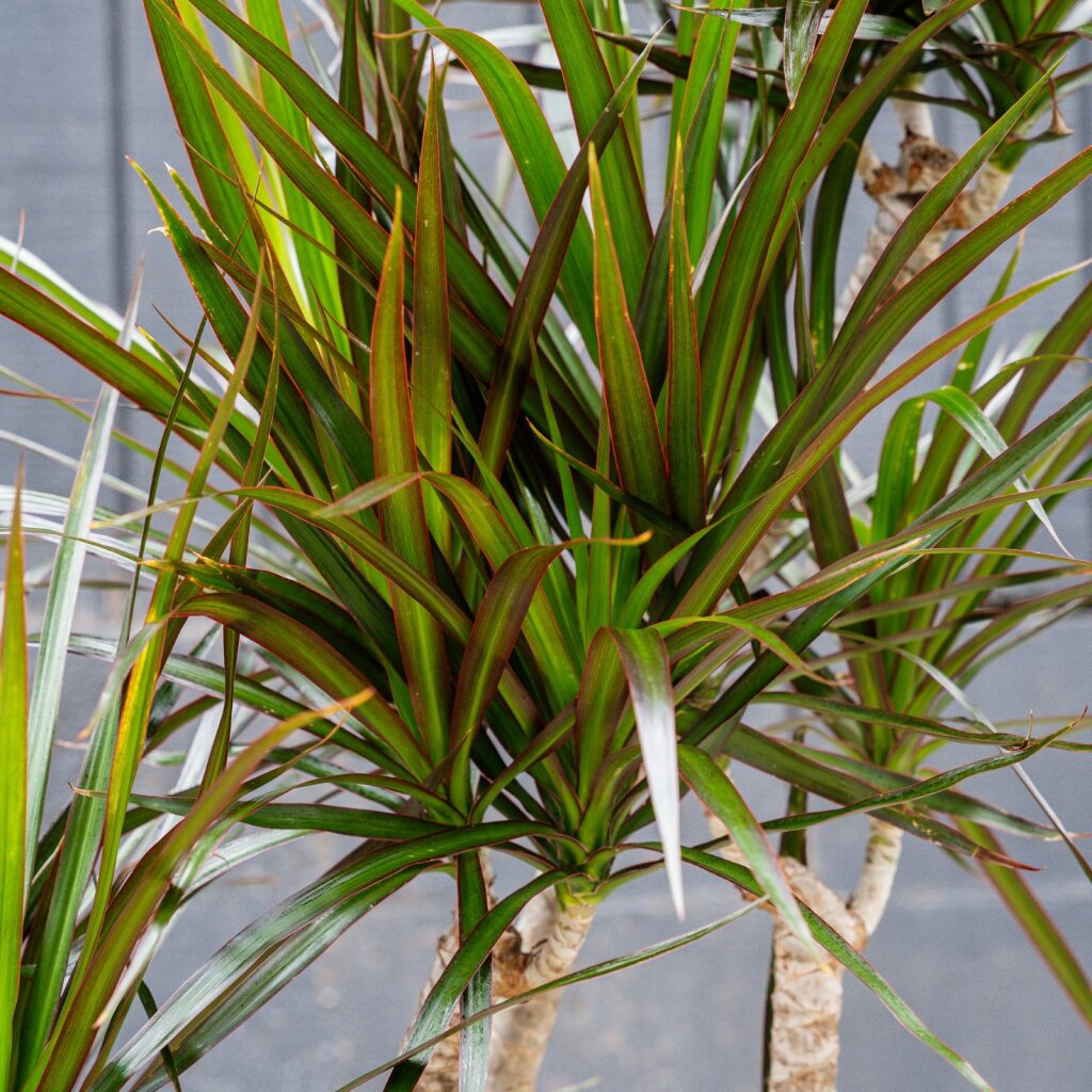 dracaena purpurea Dracaena Marginata 'Magenta' (Dragon Plant) – Rolling Greens
