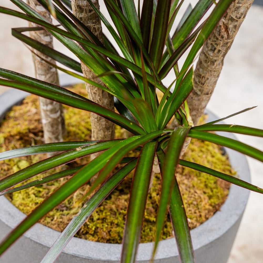 dracaena marginata magenta madagascar dragon tree Dracaena Marginata 'Magenta' (Dragon Plant) – Rolling Greens
