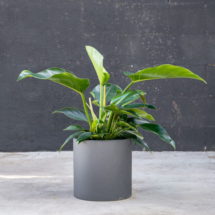 Philodendron Congo Green