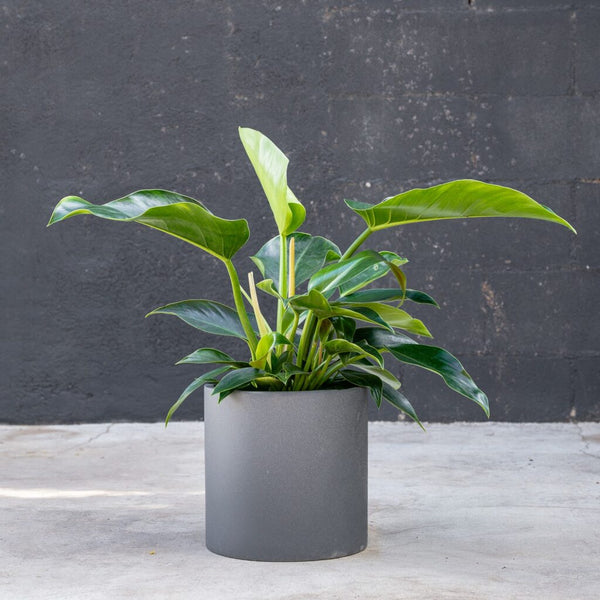 philodendron congo green landscape Philodendron Congo Green – Rolling Greens