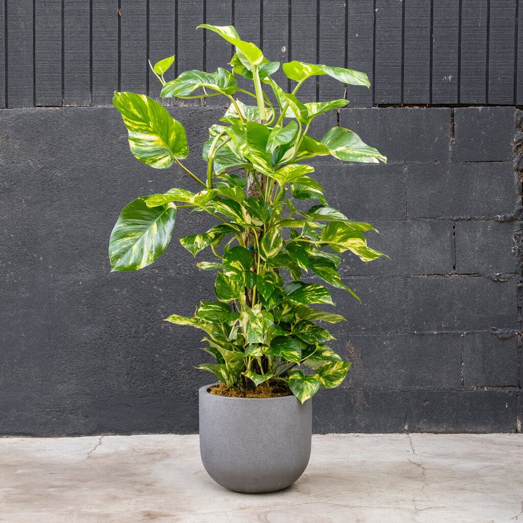 Pothos on Pole - Golden (Epipremnum Aureum)