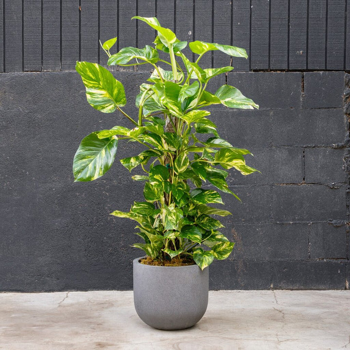 Pothos on Pole - Golden (Epipremnum Aureum)