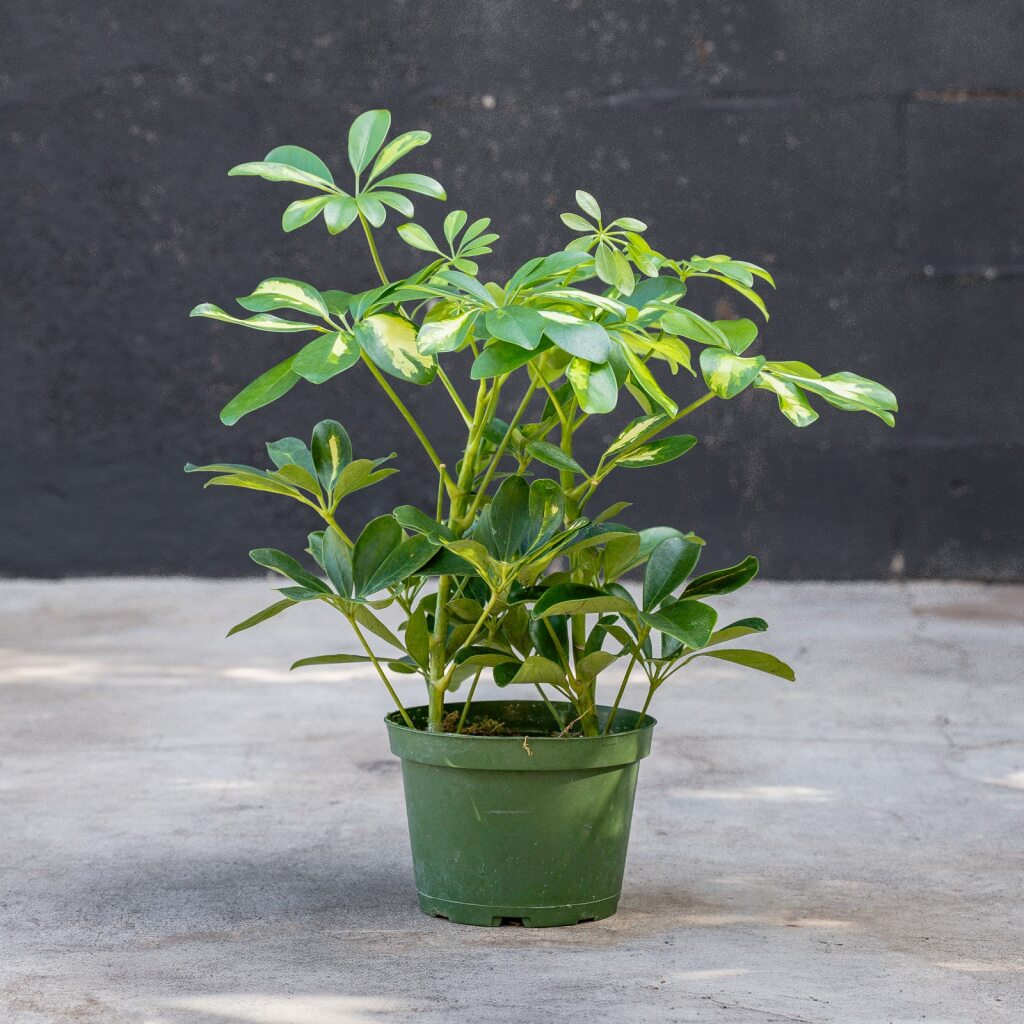 schefflera arboricola description Schefflera Arboricola Variegated Bush